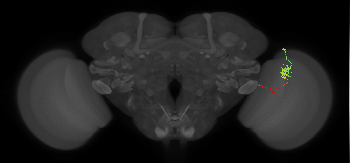 TmY13_R (JRC_OpticLobe:60741)