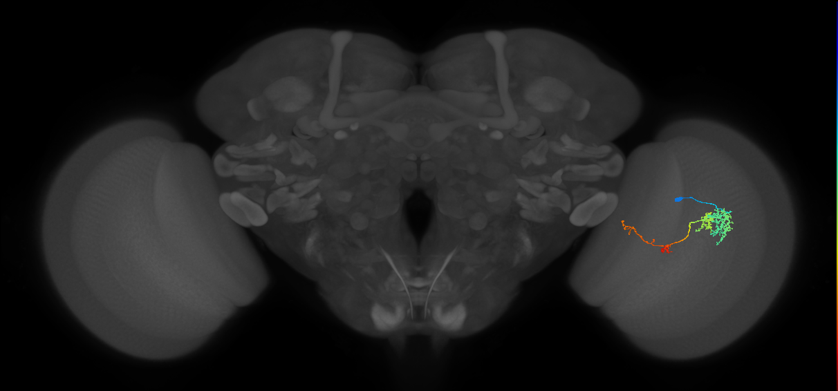 TmY13_R (JRC_OpticLobe:57705)