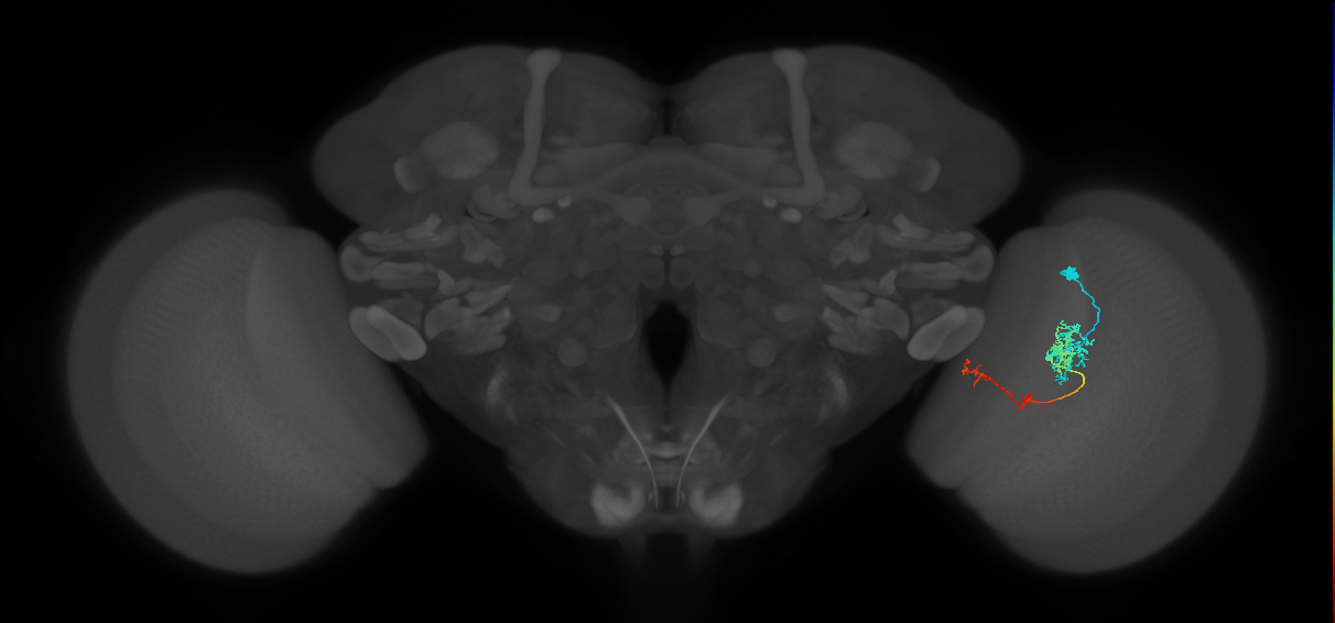 TmY13_R (JRC_OpticLobe:53747)