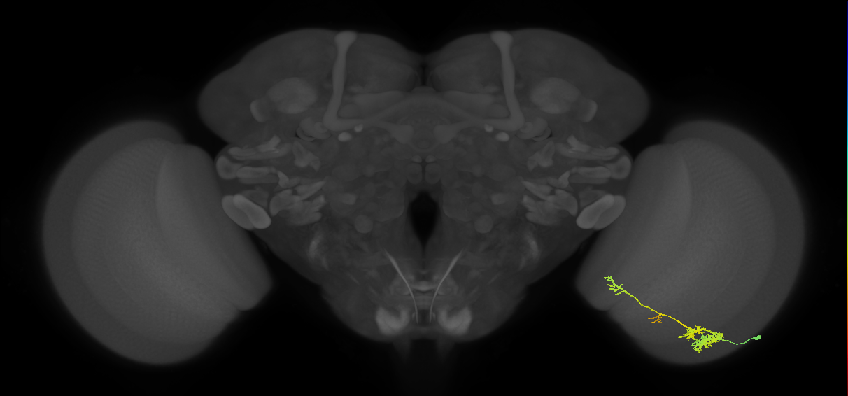 TmY13_R (JRC_OpticLobe:35137)