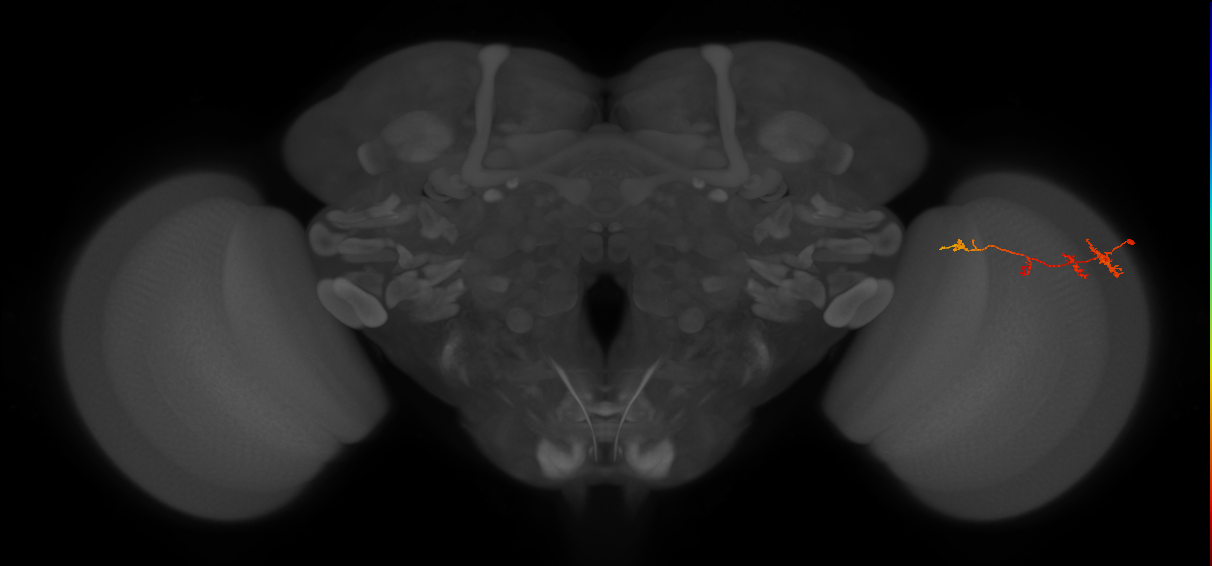 TmY13_R (JRC_OpticLobe:75046)