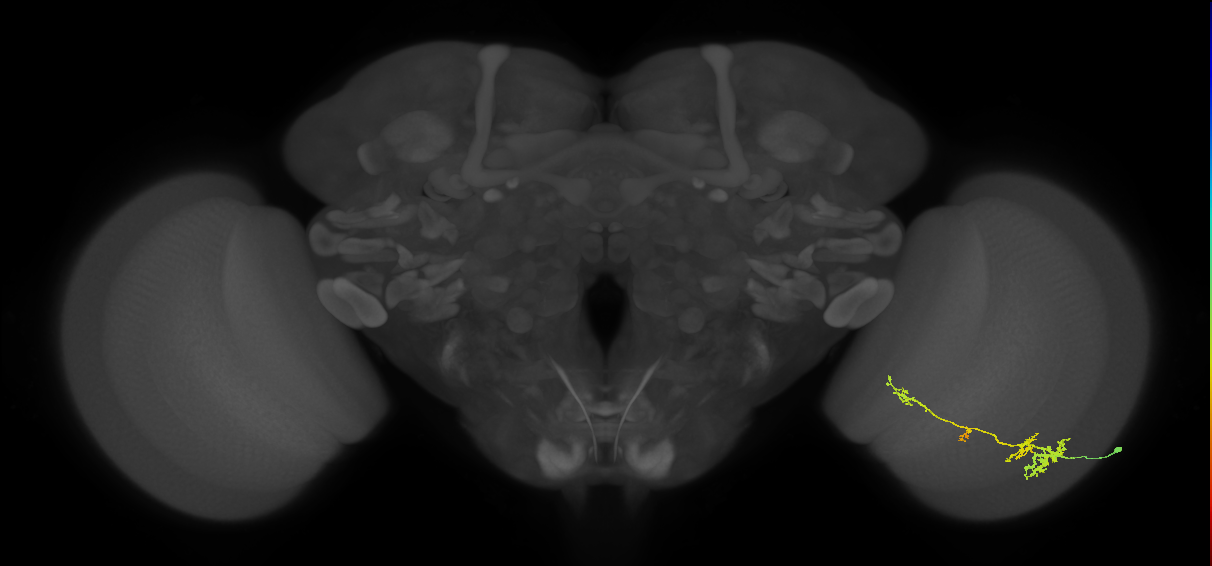 TmY13_R (JRC_OpticLobe:44863)