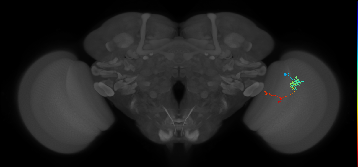 TmY13_R (JRC_OpticLobe:68262)