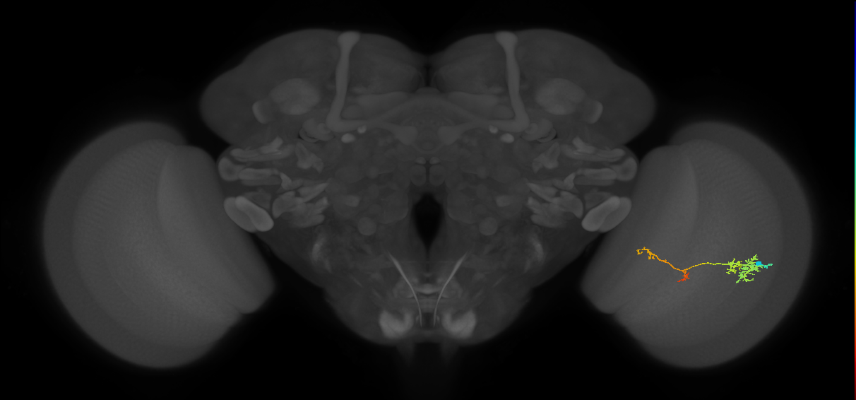 TmY13_R (JRC_OpticLobe:64546)