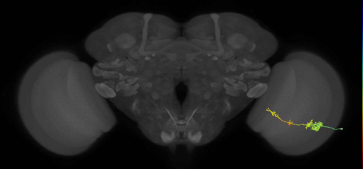 TmY13_R (JRC_OpticLobe:43049)