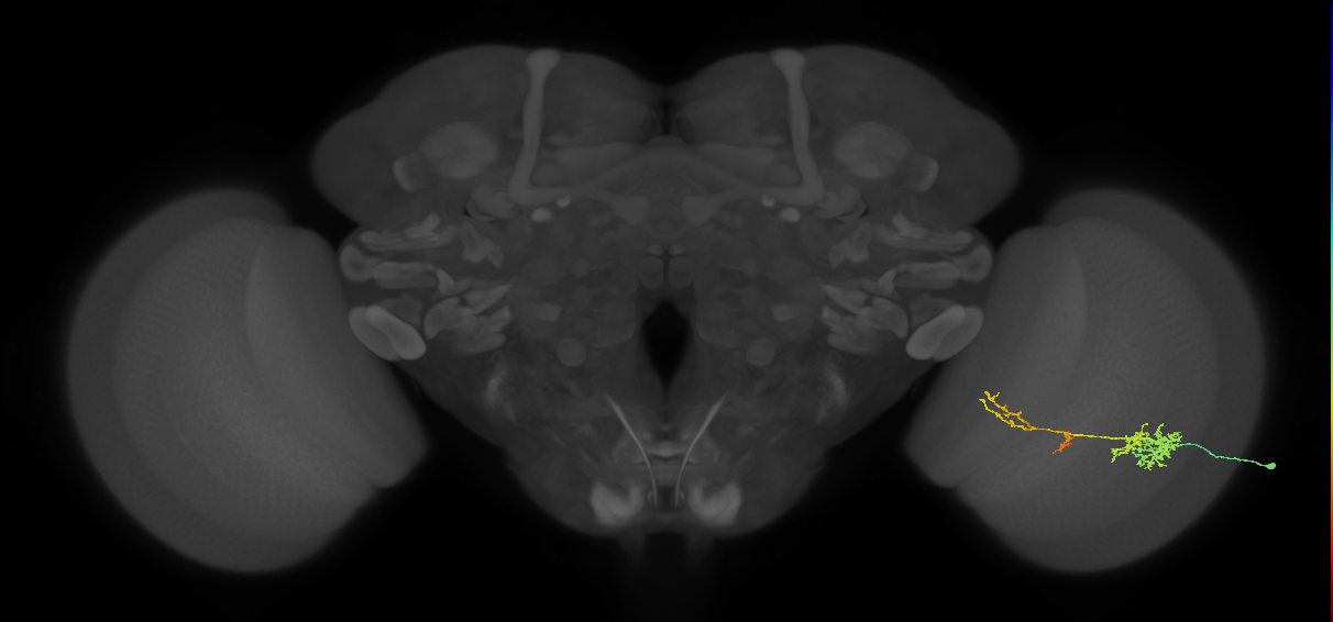 TmY13_R (JRC_OpticLobe:43710)