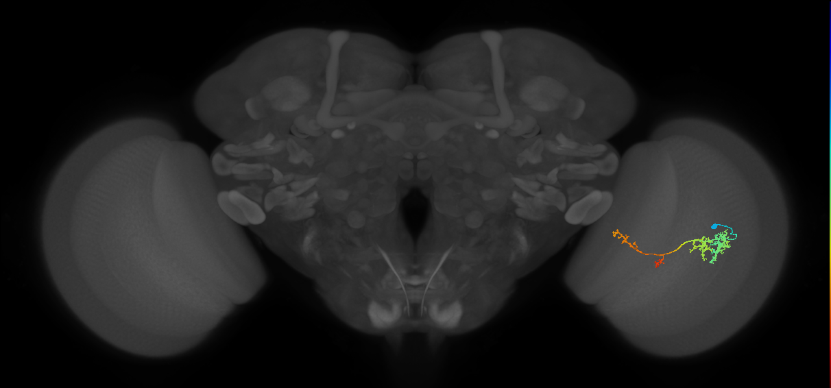 TmY13_R (JRC_OpticLobe:74516)