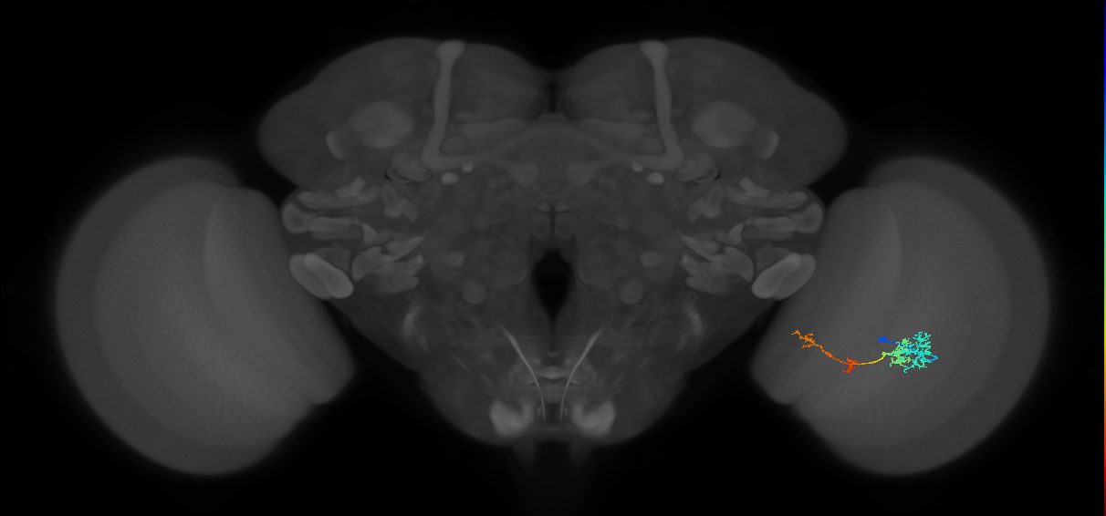 TmY13_R (JRC_OpticLobe:55772)
