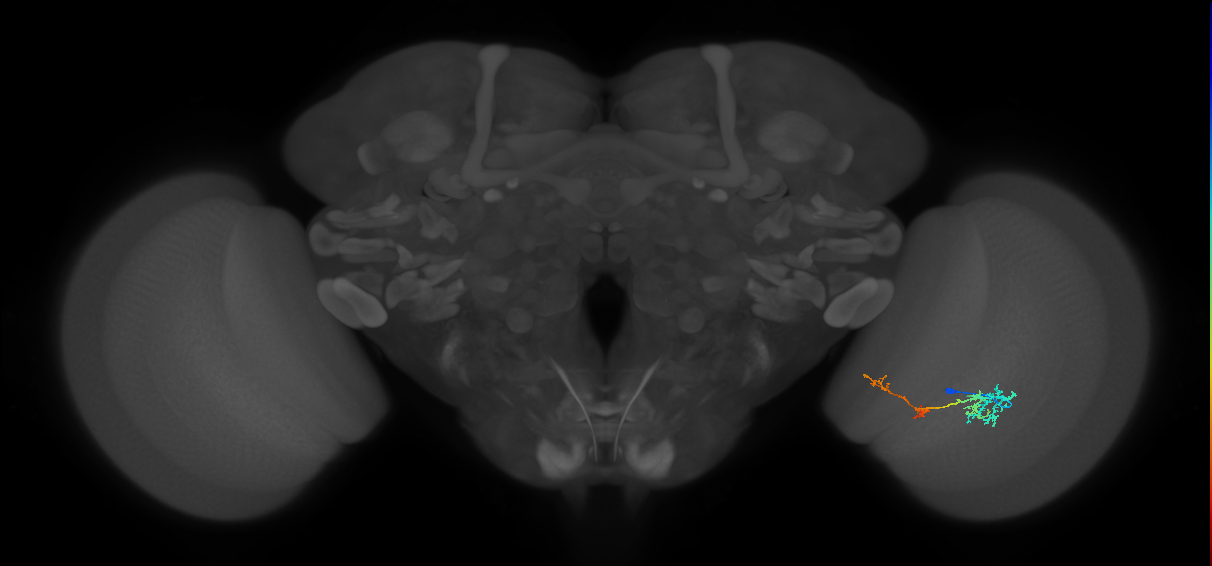 TmY13_R (JRC_OpticLobe:59689)