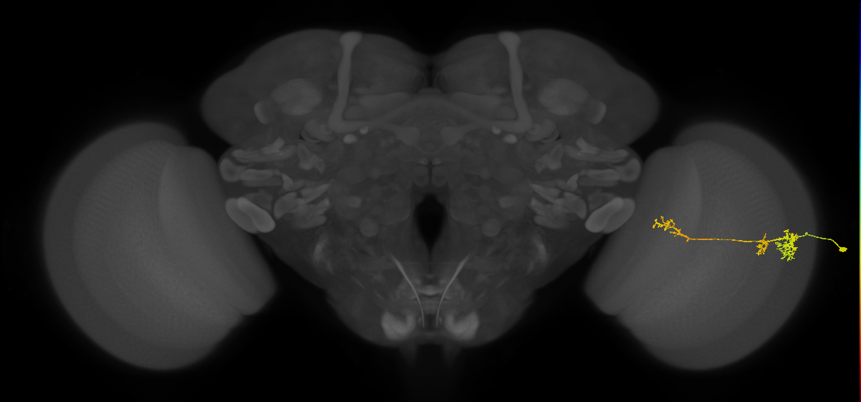 TmY13_R (JRC_OpticLobe:47395)