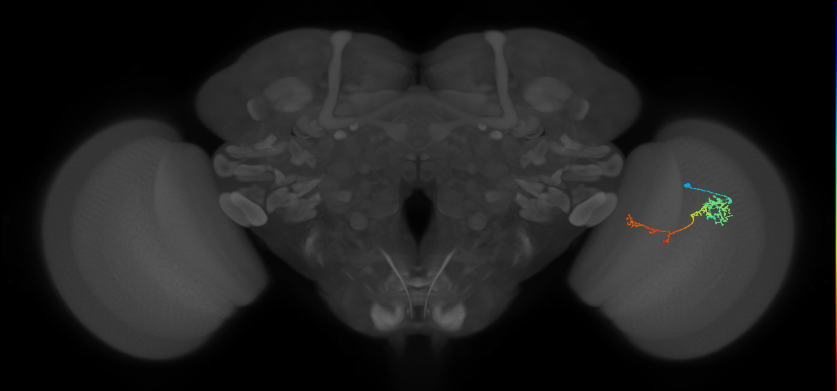 TmY13_R (JRC_OpticLobe:72099)