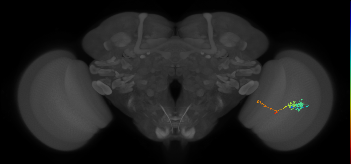 TmY13_R (JRC_OpticLobe:57663)