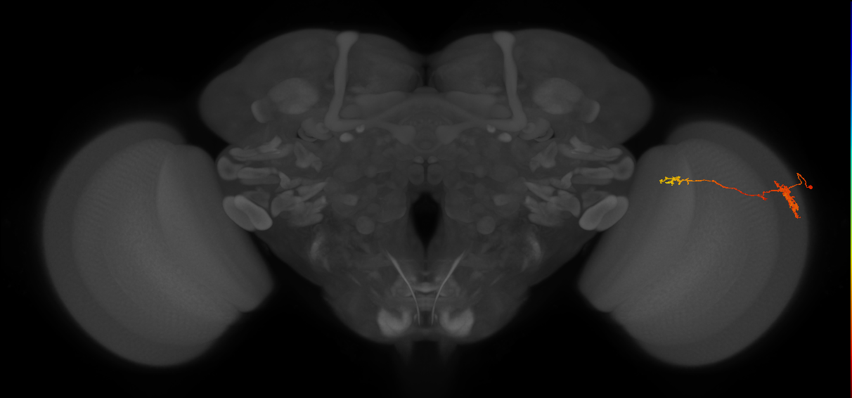TmY13_R (JRC_OpticLobe:56451)