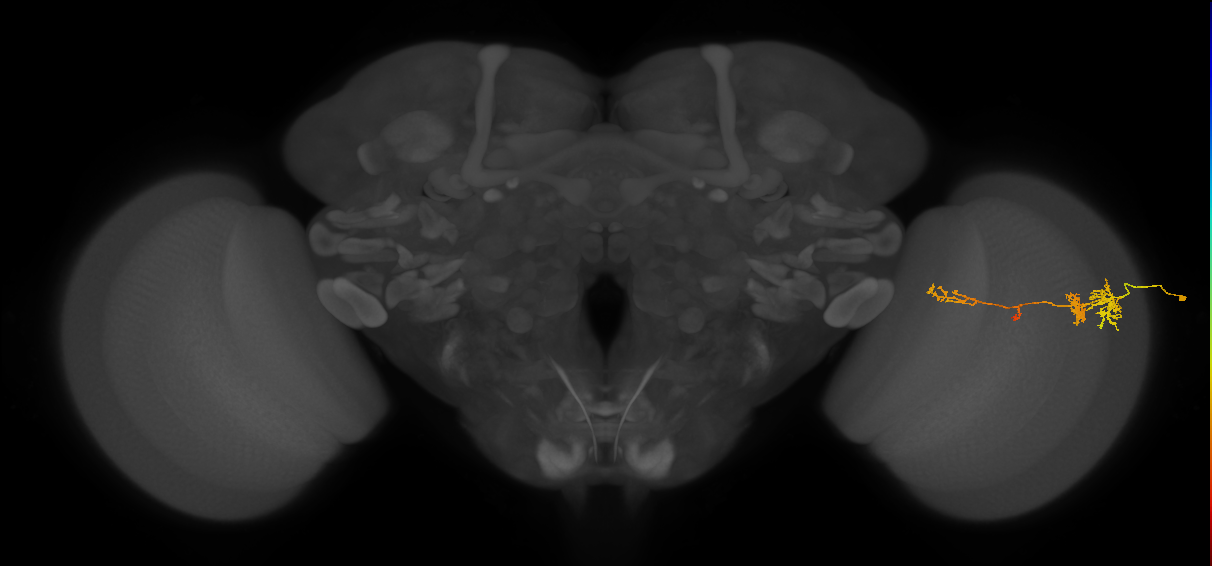 TmY13_R (JRC_OpticLobe:76836)
