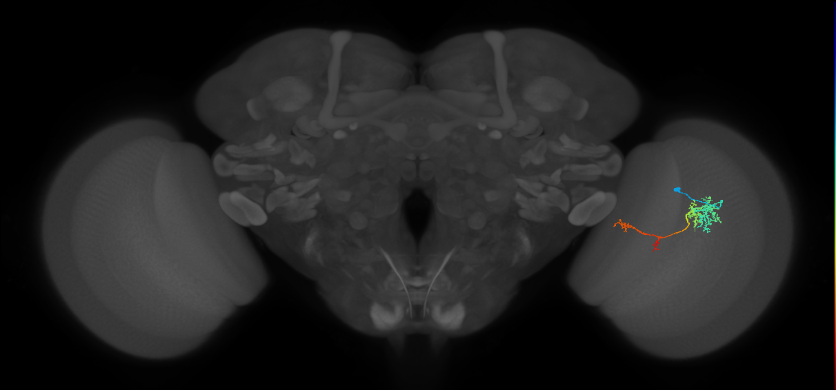 TmY13_R (JRC_OpticLobe:60737)