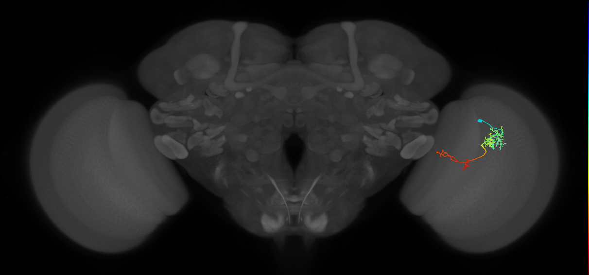 TmY13_R (JRC_OpticLobe:62388)