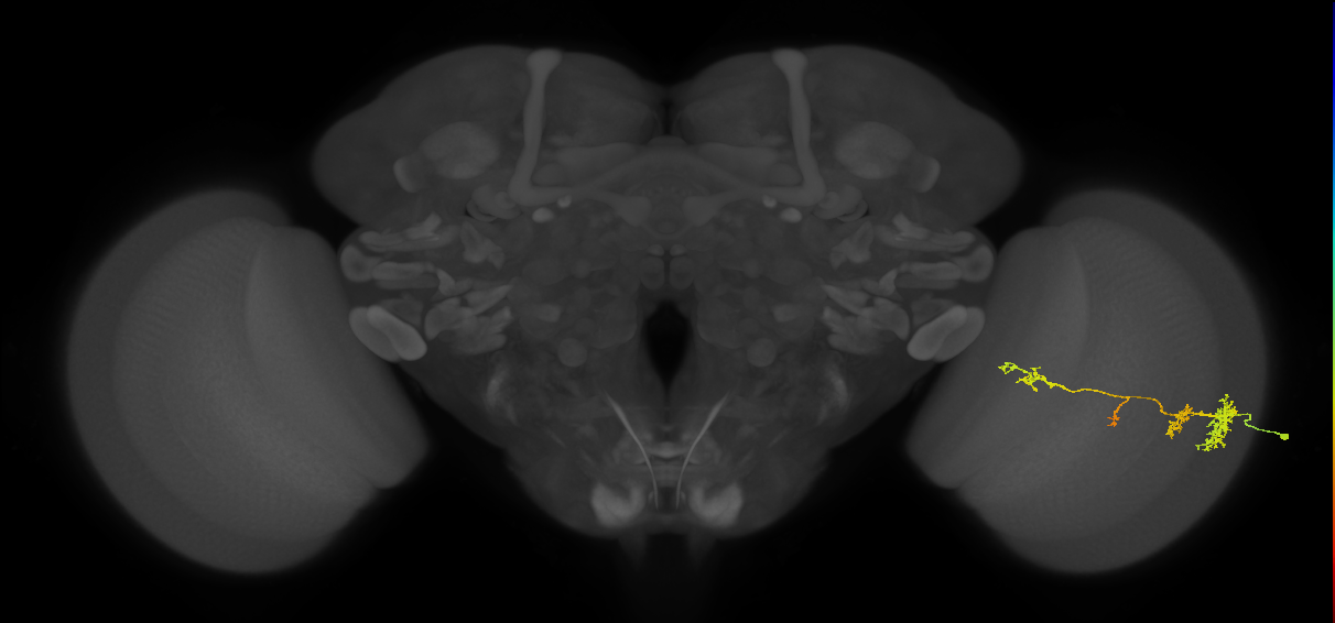 TmY13_R (JRC_OpticLobe:34564)