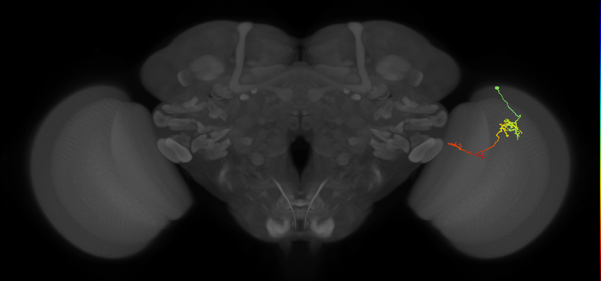 TmY13_R (JRC_OpticLobe:79804)