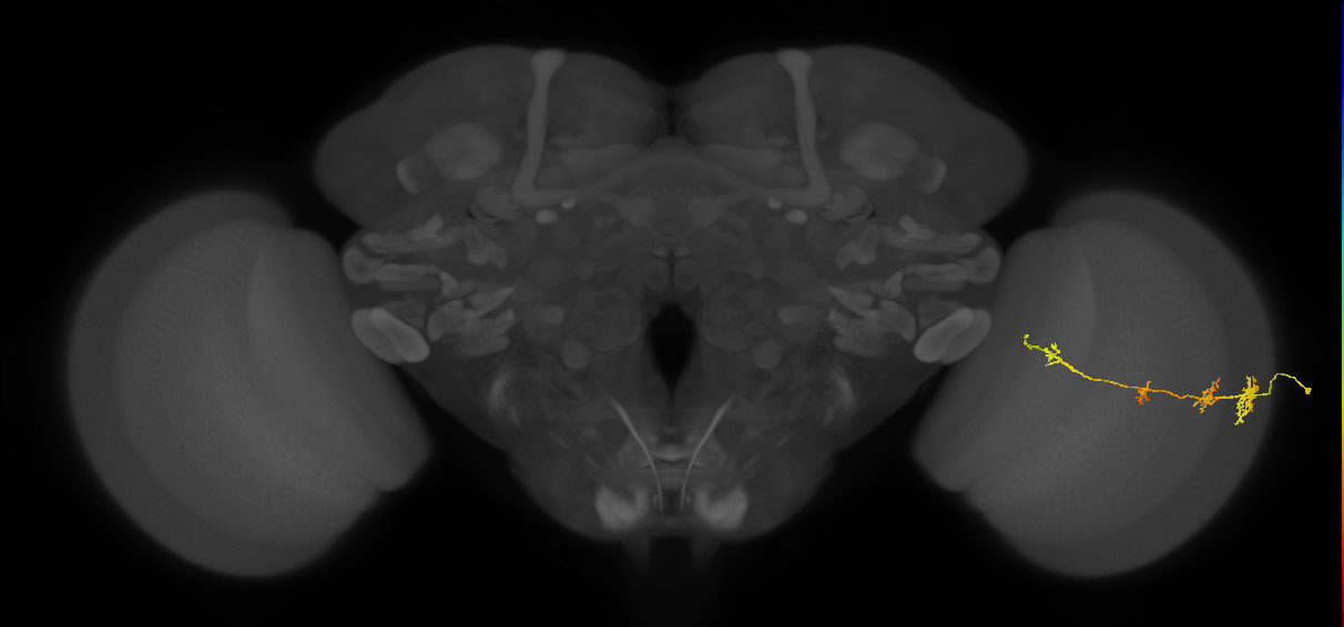 TmY13_R (JRC_OpticLobe:47816)