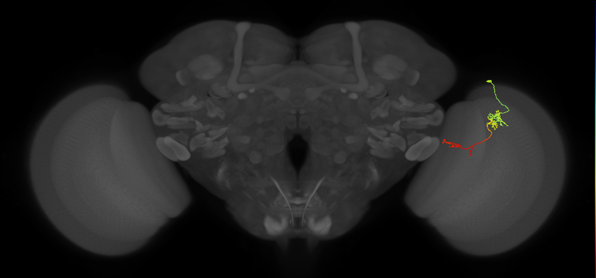 TmY13_R (JRC_OpticLobe:72138)