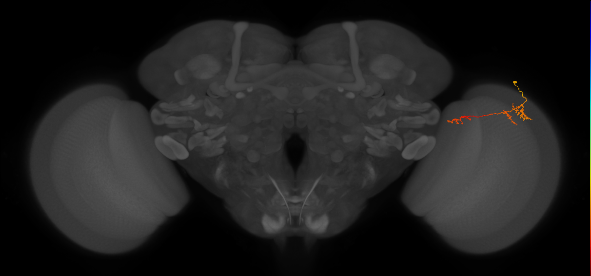 TmY13_R (JRC_OpticLobe:76785)