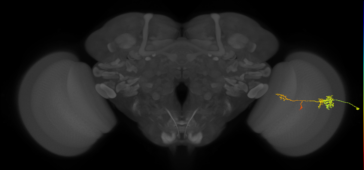TmY13_R (JRC_OpticLobe:50049)