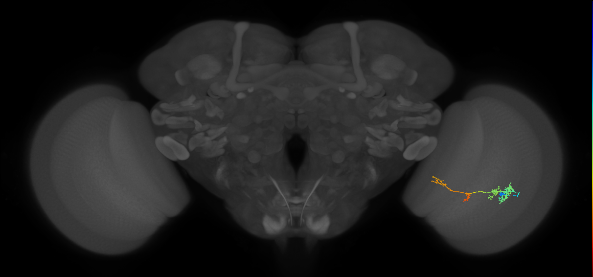 TmY13_R (JRC_OpticLobe:54836)
