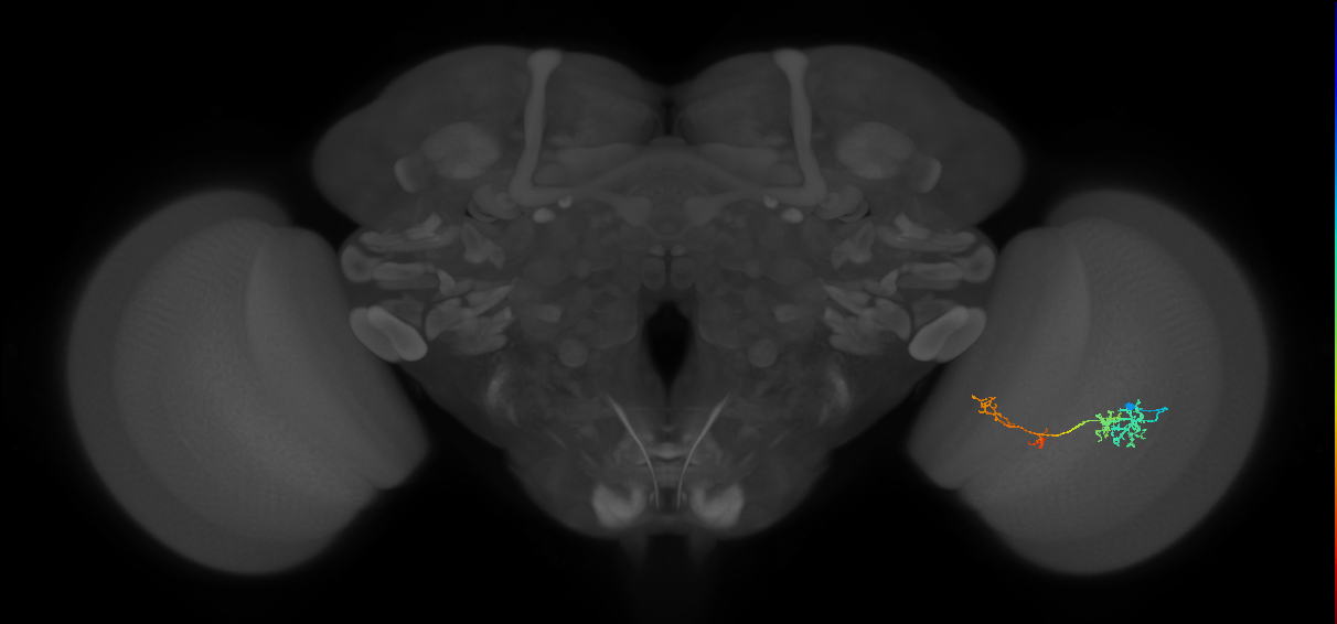 TmY13_R (JRC_OpticLobe:55858)