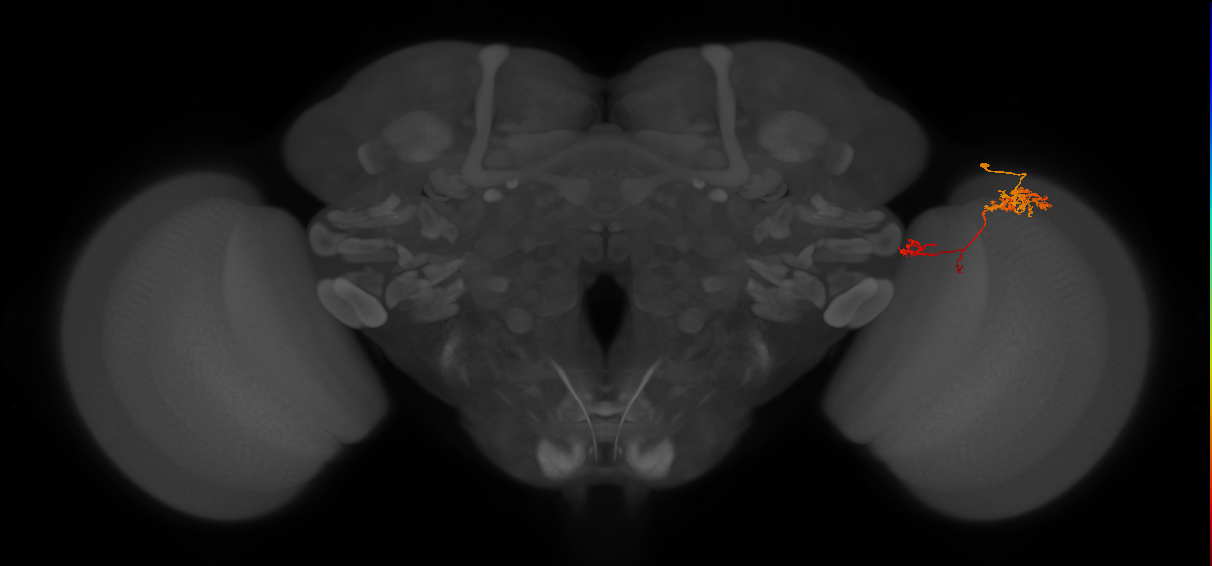TmY13_R (JRC_OpticLobe:63811)
