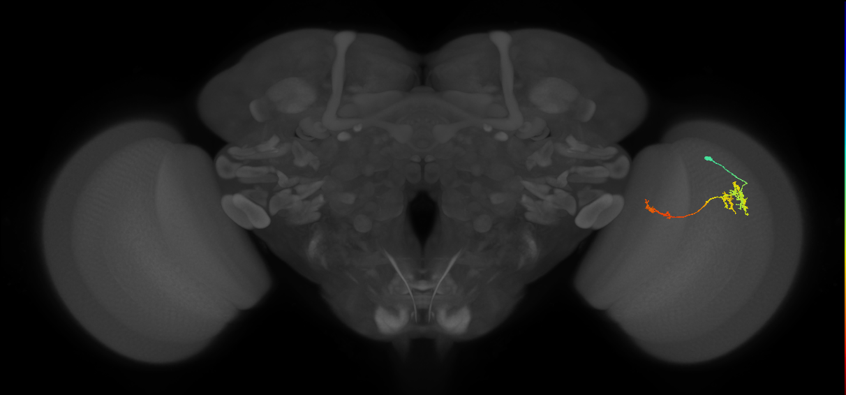 TmY13_R (JRC_OpticLobe:63550)