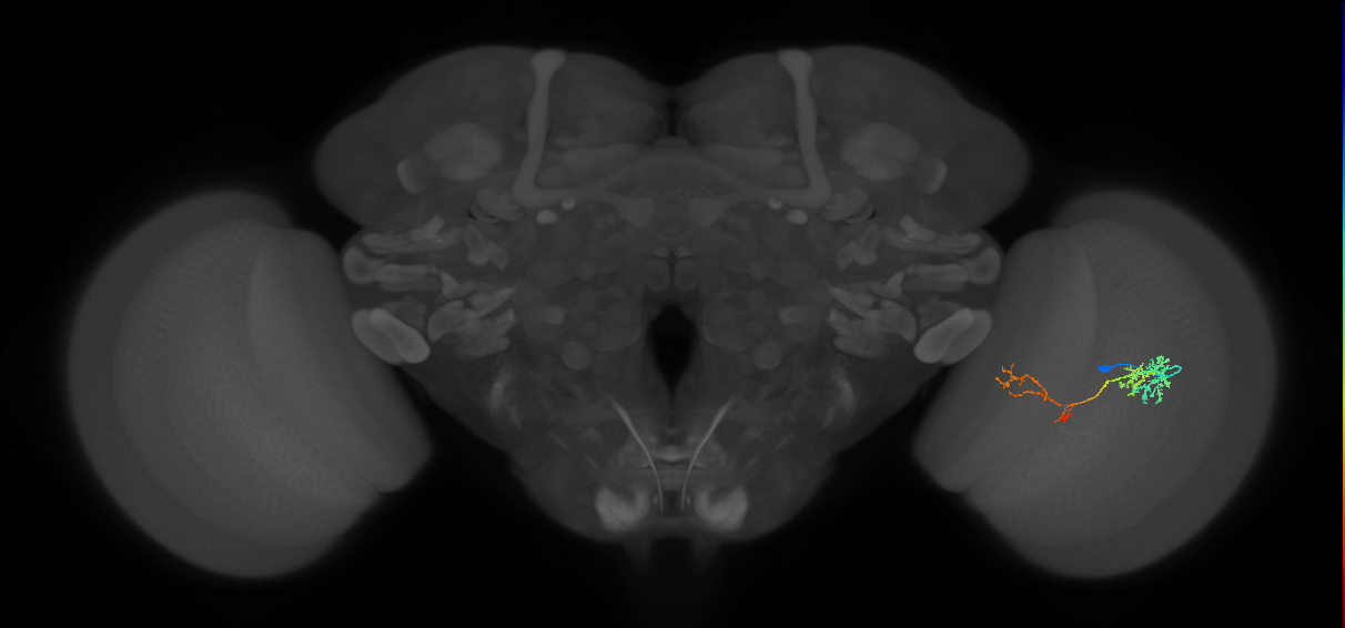 TmY13_R (JRC_OpticLobe:56792)
