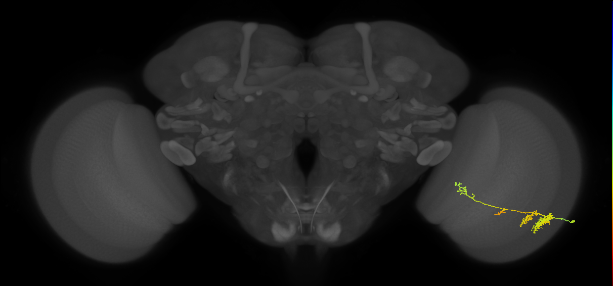 TmY13_R (JRC_OpticLobe:37087)