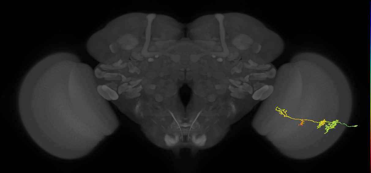 TmY13_R (JRC_OpticLobe:539683)