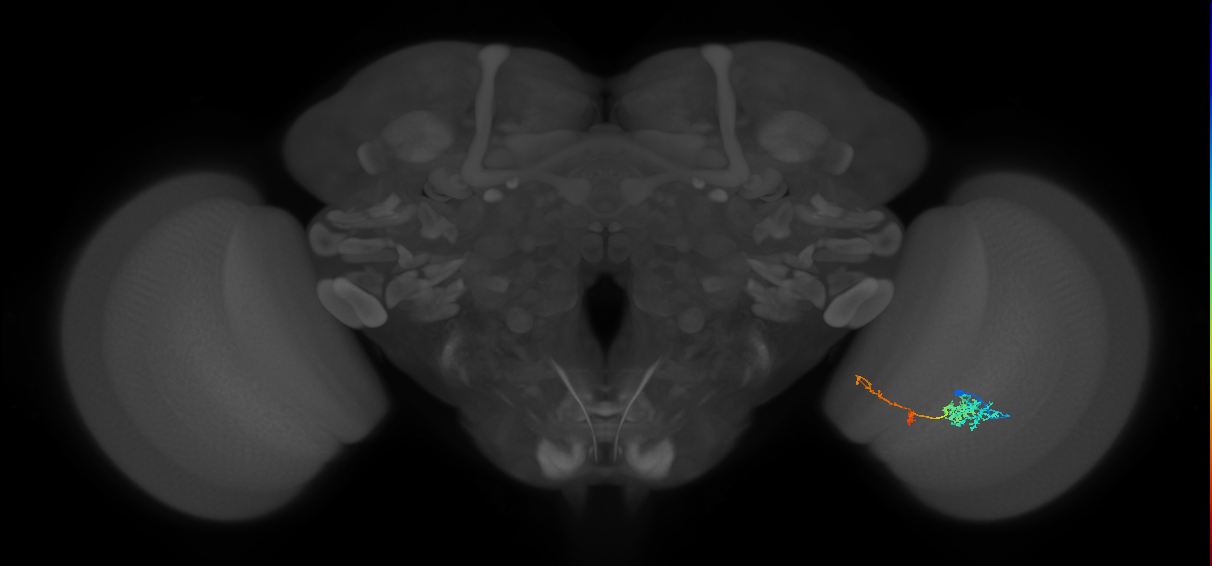 TmY13_R (JRC_OpticLobe:64775)