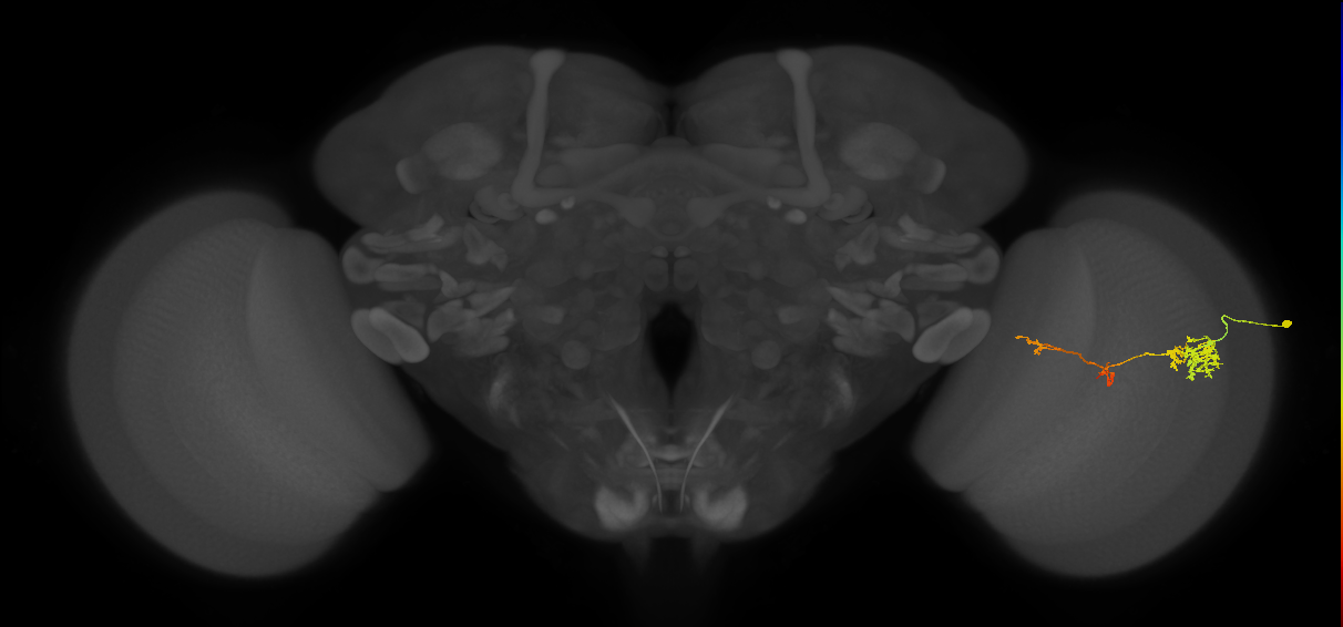 TmY13_R (JRC_OpticLobe:55057)