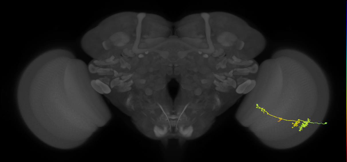 TmY13_R (JRC_OpticLobe:40744)