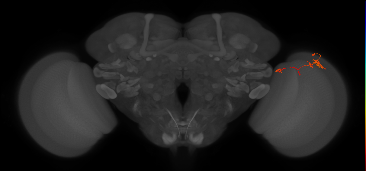 TmY13_R (JRC_OpticLobe:75475)