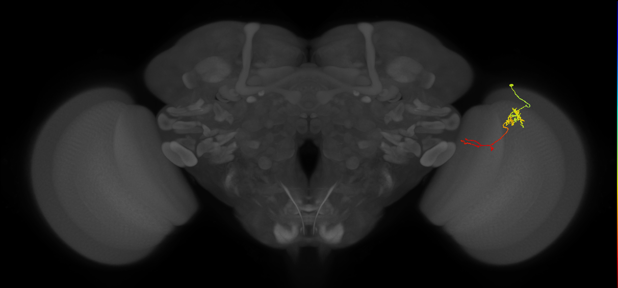 TmY13_R (JRC_OpticLobe:93458)