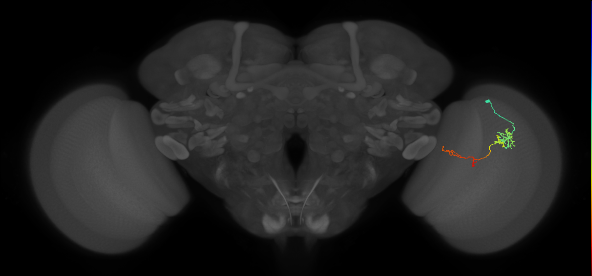 TmY13_R (JRC_OpticLobe:78038)