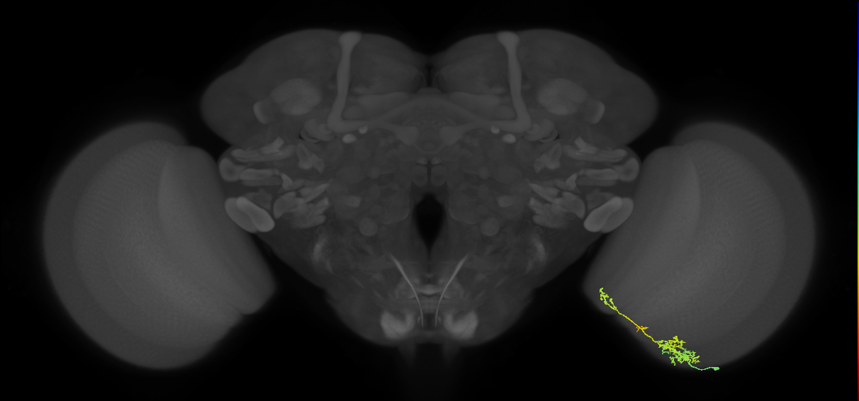 TmY13_R (JRC_OpticLobe:75388)