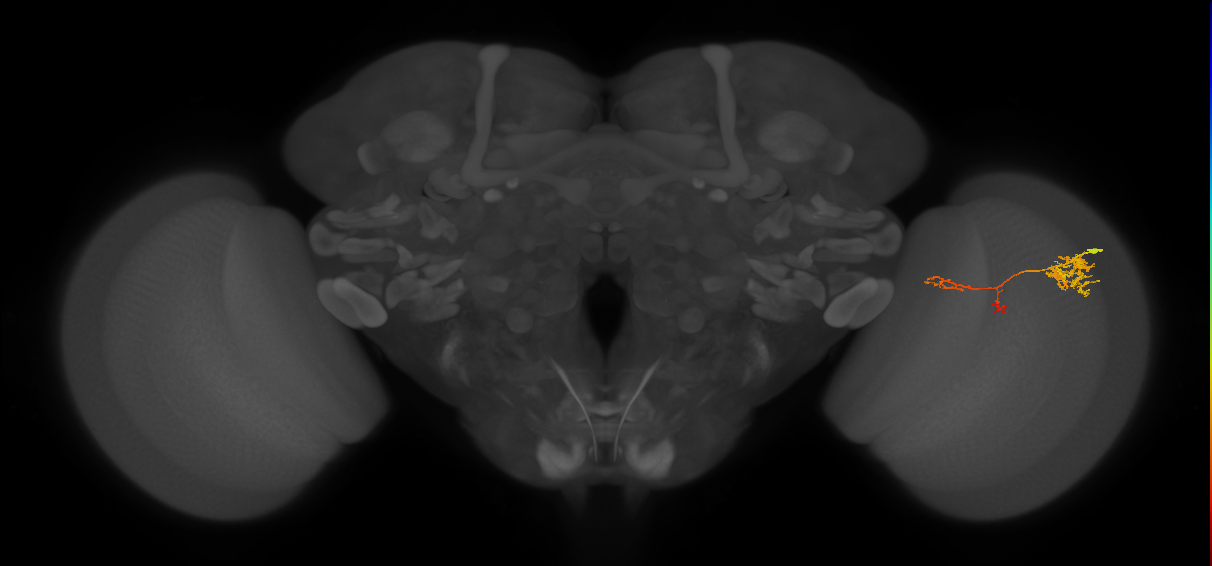 TmY13_R (JRC_OpticLobe:67082)