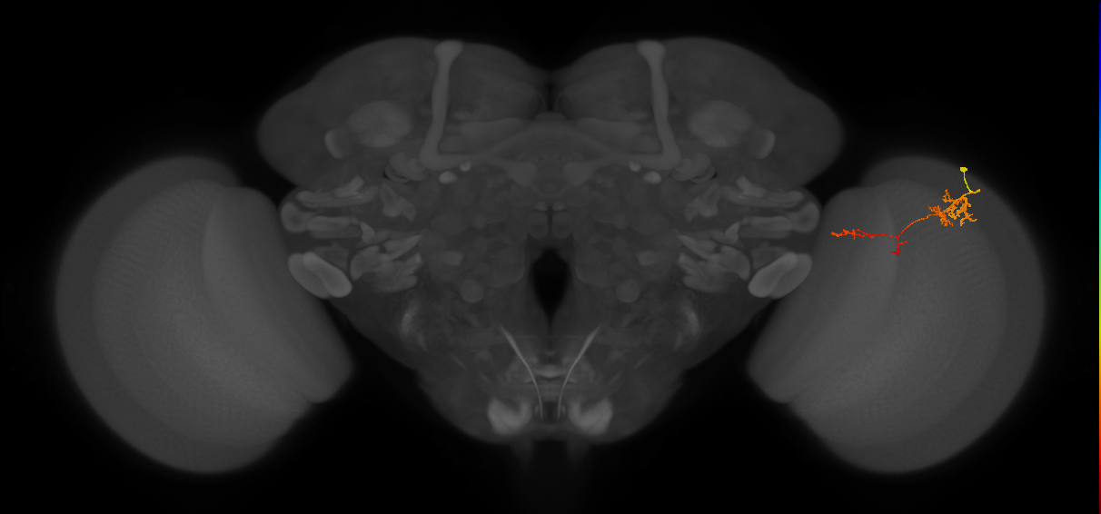 TmY13_R (JRC_OpticLobe:75694)