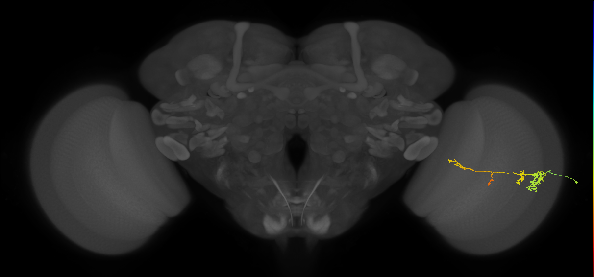 TmY13_R (JRC_OpticLobe:56041)