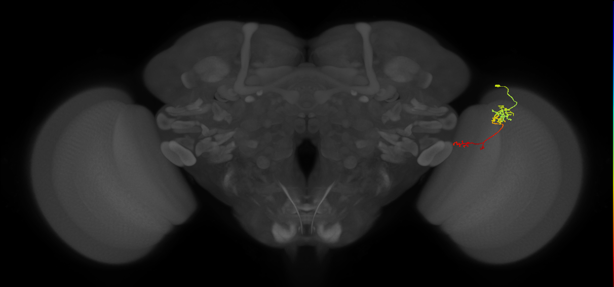 TmY13_R (JRC_OpticLobe:78161)