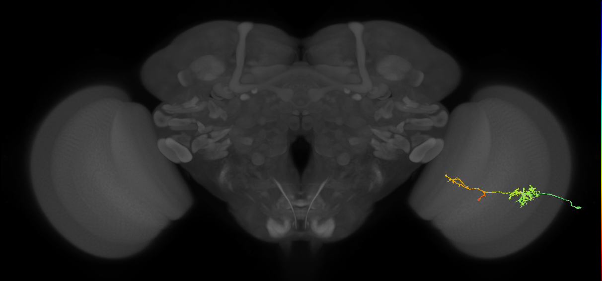 TmY13_R (JRC_OpticLobe:54686)