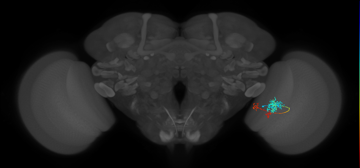 TmY13_R (JRC_OpticLobe:61928)