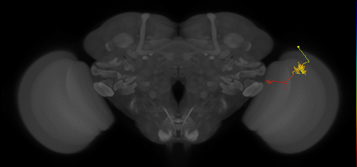 TmY13_R (JRC_OpticLobe:77197)