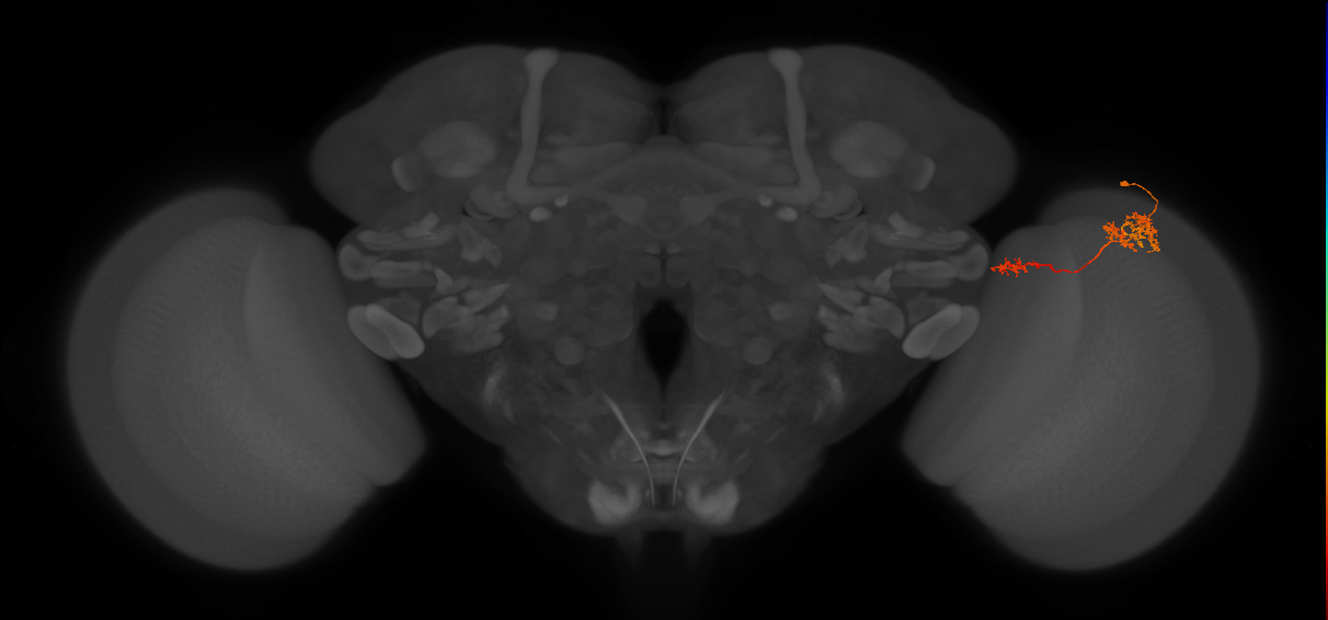 TmY13_R (JRC_OpticLobe:70597)