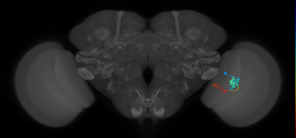 TmY13_R (JRC_OpticLobe:55155)
