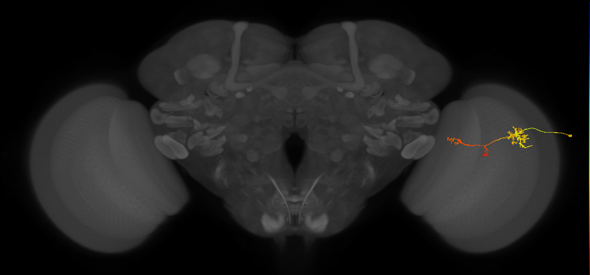 TmY13_R (JRC_OpticLobe:92488)